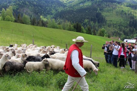 Owce w drodze do koszora